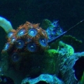 Aqu 041 (Small)