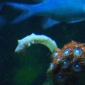 Aqu 043 (Small)