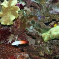 corals