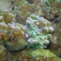 frogspawn puke