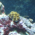 un-ID coral