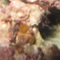 2 sponges