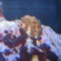 coral ??