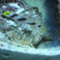Pistol shrimp and black ray goby