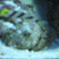 The goby & shrimp again