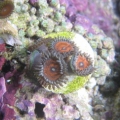 armorZoa1