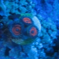 armorZoa2