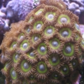 bigZoa1