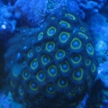 bigZoa2