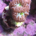 blastoMerletti1