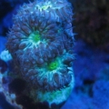 blastoMerletti2