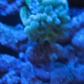 duncan2