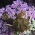 eagleZoa1
