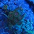 eagleZoa2
