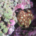 magesticZoa1