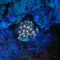 magesticZoa2