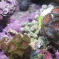 newZoas1
