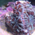 acanLord2
