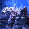 tankbuild aquascape