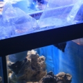 tankbuild cuc1