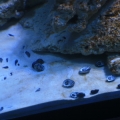 tankbuild cuc2