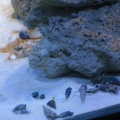 tankbuild cuc4