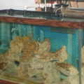 tankbuild diatoms