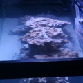 tankbuild rock2