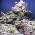 when i first got the biocube 14 off of craigslist