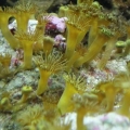 Yellow Polyps