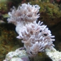 Pulsing? Xenia, i think. It looked good for about a day when i put it in my tank. Ever since then its been kinda shy, dont really get it?