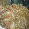 my green flowerpot that did very well until i put in a pair of black clowns. Now it is kinda smothered by them, so i think i might move it to my other tank i just started as soon as its ready. I really love this coral and if it can stand the clowns brushi