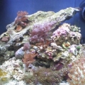 this is a pic after i thoroughly cleaned the green algae off everything in the tank and dosing it with phoslock