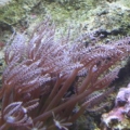 my Xenia