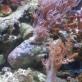 nice shot of my reef