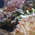 another angle of the reef
