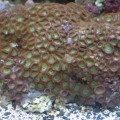 my purple camo zoanthid colony
