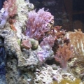 side view of my reef