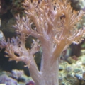 the mighty Kenya Tree