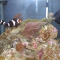My pair of black clown fish