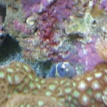 Engineer Goby