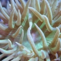 close up 1
