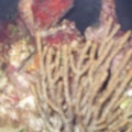 sea squirt and brown goigoain