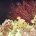 just  a pic of the coral that came on the lr