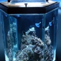 full tank view
