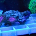 Armor of God Zoanthids