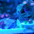 Goochster Zoanthids
