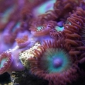 Heaven on Earth Zoanthids