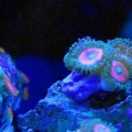 Rainbow Bright Zoanthids
