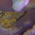baby shroom